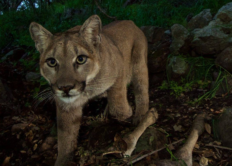 Illustration for article titled Oh Hai! Amazing Photos Capture LA's Newest Baby Mountain Lions